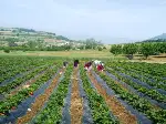 Çilek Hasadı Başladı