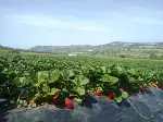 Çilek Hasadı Başladı