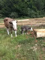 Merada Otlatma Sezonu Başladı.