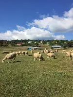 Merada Otlatma Sezonu Başladı.