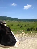 Merada Otlatma Sezonu Başladı.