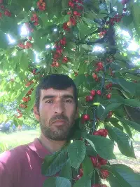 Napolyon cinsi kirazın hasadına başlandı.