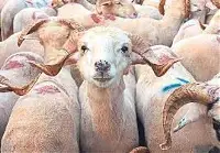 Kurban Satış yeri Belirlendi