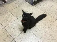 Bu Kedinin Sahibi Aranıyor...