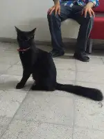 Bu Kedinin Sahibi Aranıyor...