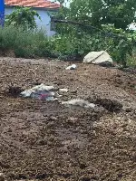 Eşek Gübre Çukuruna Düştü