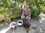 Erikler Tablaya Seriliyor