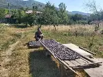 Erikler Tablaya Seriliyor
