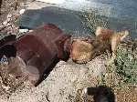 Kafası sobaya sıkışan köpek itfaiye ekipleri tarafından kurtarıldı