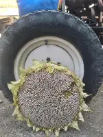 Ayçiçeği Hasadı Başladı