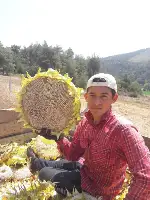 Ayçiçeği Hasadı Başladı