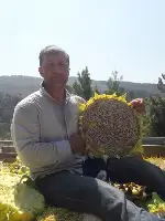 Ayçiçeği Hasadı Başladı