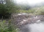 Göynük Suyu Deresinde Kirlilik