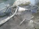 Göynük Suyu Deresinde Kirlilik