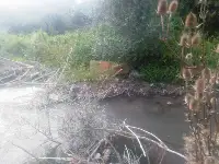 Göynük Suyu Deresinde Kirlilik