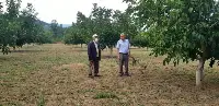 TARAKLI’da CEVİZ ÜRETİCİSİ MEMNUN