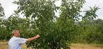 TARAKLI’da CEVİZ ÜRETİCİSİ MEMNUN