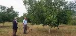 TARAKLI’da CEVİZ ÜRETİCİSİ MEMNUN