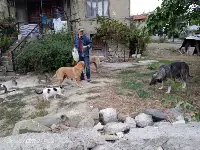 Haluk Kamil Elçioğlu'nun Hayvan Sevgisi