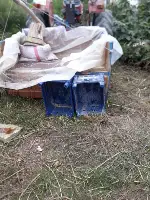 Aksu Mahallesinde Bağ Bozumu. Pekmezler Yapılıyor