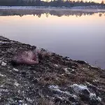 Cesedi Karagöl Yaylası Göletinde Bulundu