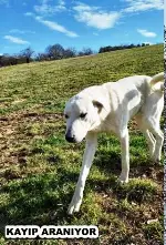 Kayıp köpek aranıyor.