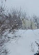 Kayıp köpek aranıyor.