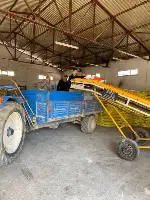 Çiftçiye yüzde Altmışbeş Hibe destekli yağlık Ayçiçek tohumu
