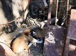 Sokaklardaki dostlarımız