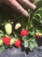 Çilek hasadı başladı