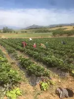 Çilek hasadı başladı