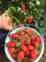 Çilek hasadı başladı