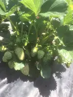 Çilek hasadı başladı