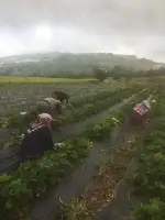 Çilek hasadı başladı