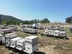 Ayı Arı Kovanlarını Parçaladı