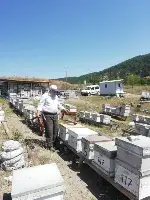 Ayı Arı Kovanlarını Parçaladı