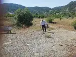 Ayı Arı Kovanlarını Parçaladı