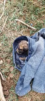 Rögar kapağına sıkışan yavru köpeğin imdadına İtfaiye Ekipleri yetişti
