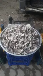 Mantar önemli bir geçim kaynağı oldu