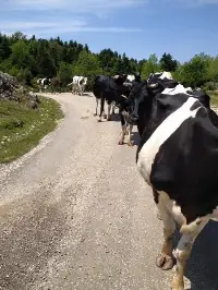 Karagöl yaylasında konaklayan göçerler dönüş yapmaya başladı.