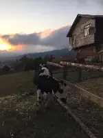 Karagöl yaylasında konaklayan göçerler dönüş yapmaya başladı.