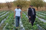 KAYMAKAM SERTTAŞ GENÇ ÇİFTÇİ,ÇİLEK YETİŞTİRİCİNİ TARLADA ZİYARET ETTİ