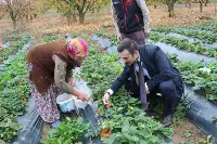 KAYMAKAM SERTTAŞ GENÇ ÇİFTÇİ,ÇİLEK YETİŞTİRİCİNİ TARLADA ZİYARET ETTİ