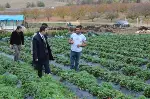 KAYMAKAM SERTTAŞ GENÇ ÇİFTÇİ,ÇİLEK YETİŞTİRİCİNİ TARLADA ZİYARET ETTİ