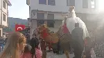Taraklı ilçesinde deve sırtında gelin gezdirdiler