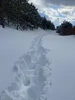 YAYLADA MAHSUR KALAN VATANDAŞ KURTARILDI