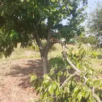 Aç kalan ayılar, kiraz bahçelerini talan etti