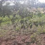 Aç kalan ayılar, kiraz bahçelerini talan etti