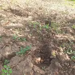 Aç kalan ayılar, kiraz bahçelerini talan etti