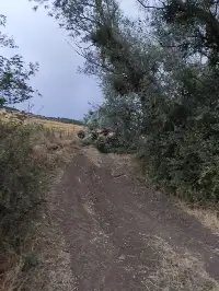 Kuvvetli Rüzgar Ağaçları devirdi